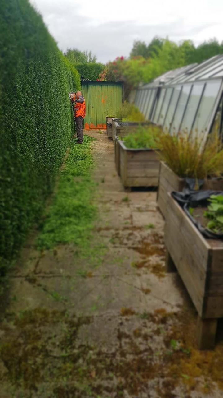 Taille d'arbuste Béthune