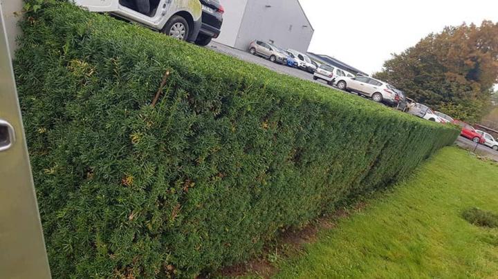 Taille d'arbuste Béthune