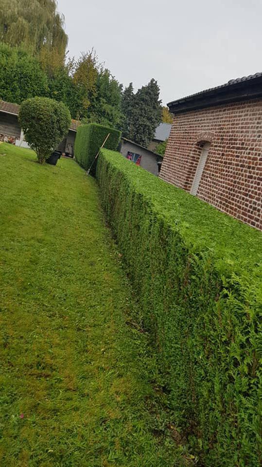 Taille d'arbuste Béthune